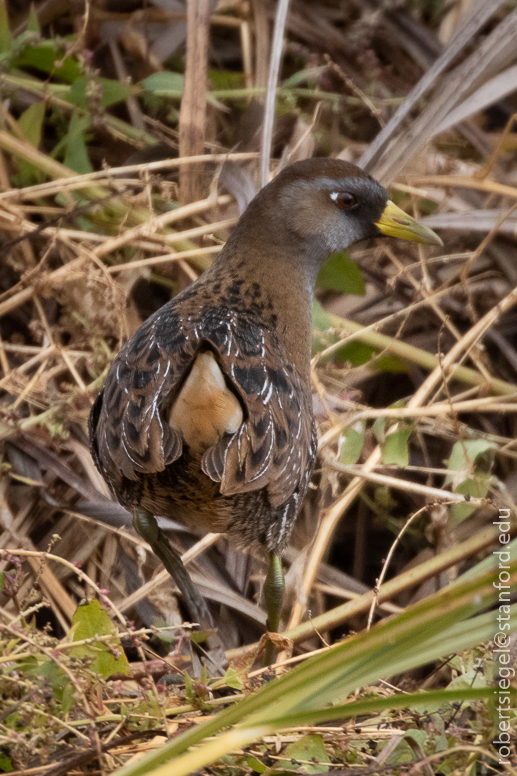 palo alto baylands